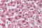 Formin Binding Protein 1 Like antibody, MBS242480, MyBioSource, Immunohistochemistry frozen image 