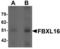 F-Box And Leucine Rich Repeat Protein 16 antibody, LS-B7030, Lifespan Biosciences, Western Blot image 