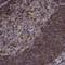 EMAP Like 4 antibody, NBP2-39055, Novus Biologicals, Immunohistochemistry paraffin image 