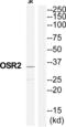 Odd-Skipped Related Transciption Factor 2 antibody, abx015055, Abbexa, Western Blot image 