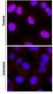 HIF1-alpha antibody, NB100-105, Novus Biologicals, Immunofluorescence image 