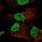 Zinc Finger Protein 341 antibody, HPA067108, Atlas Antibodies, Immunofluorescence image 