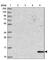 Eukaryotic Translation Initiation Factor 4E Binding Protein 3 antibody, HPA045537, Atlas Antibodies, Western Blot image 