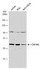 Cell Division Cycle 45 antibody, NBP2-15834, Novus Biologicals, Western Blot image 