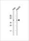 Ceramide Synthase 2 antibody, 61-249, ProSci, Western Blot image 