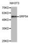 Signal Recognition Particle 54 antibody, abx003041, Abbexa, Western Blot image 