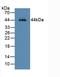 Asialoglycoprotein Receptor 1 antibody, LS-C314715, Lifespan Biosciences, Western Blot image 