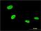 Zinc Finger With KRAB And SCAN Domains 4 antibody, H00387032-M01, Novus Biologicals, Immunocytochemistry image 