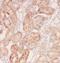 Elongation Factor Like GTPase 1 antibody, FNab02663, FineTest, Immunohistochemistry frozen image 