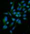 Transcription elongation factor B polypeptide 1 antibody, A31720-1, Boster Biological Technology, Immunofluorescence image 