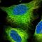 Transforming Acidic Coiled-Coil Containing Protein 1 antibody, HPA024702, Atlas Antibodies, Immunocytochemistry image 