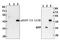 Microtubule Associated Protein 1 Light Chain 3 Beta antibody, A01524T50, Boster Biological Technology, Western Blot image 