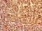 SRY-Box 9 antibody, CSB-PA022437LA01HU, Cusabio, Immunohistochemistry frozen image 