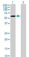 Zinc Finger Protein 157 antibody, H00007712-B01P, Novus Biologicals, Western Blot image 