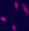 Glypican 3 antibody, 62-254, ProSci, Immunofluorescence image 