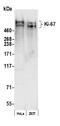 KI-67 antibody, A700-021, Bethyl Labs, Western Blot image 