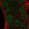Zinc Finger Protein 488 antibody, NBP2-54918, Novus Biologicals, Immunofluorescence image 
