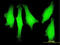 LIM Domain Only 1 antibody, LS-C197621, Lifespan Biosciences, Immunofluorescence image 