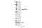 Glycogen Synthase Kinase 3 Alpha antibody, 9316T, Cell Signaling Technology, Western Blot image 