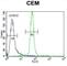 Muscle Associated Receptor Tyrosine Kinase antibody, abx033588, Abbexa, Western Blot image 