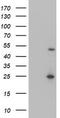 Myocyte Enhancer Factor 2C antibody, CF502715, Origene, Western Blot image 