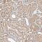 WDVCF antibody, NBP1-81787, Novus Biologicals, Immunohistochemistry paraffin image 