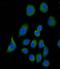 Complement Factor H antibody, abx025999, Abbexa, Immunofluorescence image 