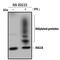 ISG15 Ubiquitin Like Modifier antibody, A-830, R&D Systems, Immunoprecipitation image 