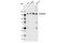 Phospholipase C Beta 3 antibody, 14247S, Cell Signaling Technology, Western Blot image 