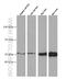 Serpin Family A Member 10 antibody, 60113-1-Ig, Proteintech Group, Western Blot image 