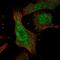Kynurenine Aminotransferase 1 antibody, NBP1-83315, Novus Biologicals, Immunofluorescence image 