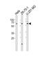 Spermatogenesis Associated Serine Rich 2 antibody, PA5-49357, Invitrogen Antibodies, Western Blot image 