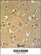 Tubulin Beta 4B Class IVb antibody, 61-802, ProSci, Immunohistochemistry paraffin image 