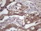 WD Repeat Domain 61 antibody, LS-C340334, Lifespan Biosciences, Immunohistochemistry frozen image 