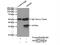 Asialoglycoprotein receptor 2 antibody, 11501-2-AP, Proteintech Group, Immunoprecipitation image 