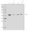 Inward rectifier potassium channel 16 antibody, A10858-3, Boster Biological Technology, Western Blot image 