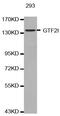 General Transcription Factor IIi antibody, MBS125783, MyBioSource, Western Blot image 