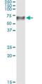 Transcobalamin-1 antibody, H00006947-M12, Novus Biologicals, Western Blot image 