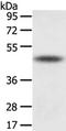 Tetratricopeptide Repeat Domain 23 antibody, TA350550, Origene, Western Blot image 