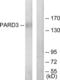 Par-3 Family Cell Polarity Regulator antibody, LS-B6786, Lifespan Biosciences, Western Blot image 