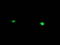 Heart And Neural Crest Derivatives Expressed 1 antibody, TA502671, Origene, Immunofluorescence image 