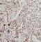 Importin 11 antibody, FNab04373, FineTest, Immunohistochemistry frozen image 