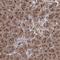 TBC1 Domain Family Member 23 antibody, HPA038152, Atlas Antibodies, Immunohistochemistry frozen image 