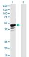 Nicotinate Phosphoribosyltransferase antibody, H00093100-M01, Novus Biologicals, Western Blot image 