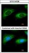 Ribosomal Protein L9 antibody, GTX114728, GeneTex, Immunocytochemistry image 