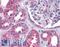 Arsenite methyltransferase antibody, LS-B4926, Lifespan Biosciences, Immunohistochemistry frozen image 