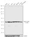 LXR beta antibody, 711097, Invitrogen Antibodies, Western Blot image 