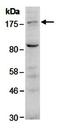 Calponin 2 antibody, orb66856, Biorbyt, Western Blot image 