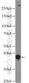 LIAR antibody, 25738-1-AP, Proteintech Group, Western Blot image 