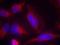 Fms Related Tyrosine Kinase 3 antibody, GTX50518, GeneTex, Immunocytochemistry image 